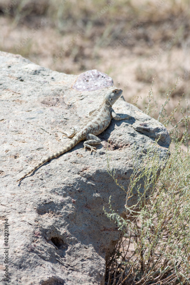 Steppe agama. Altyn-Emel National Park. Almaty region, Kazakhstan. Steppe agama. Altyn-Emel National Park. Almaty region, Kazakhstan.