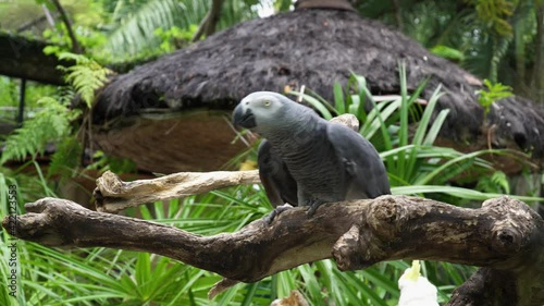 An African gray parrot spreads its wings and talks, stepping on a branch, in the Bali Bird Park.