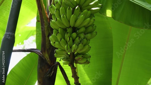 A panorama along a palm branch with many green bananas growing on it. Bali, Indonesia.