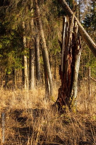 forest in autumn