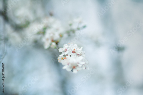 Spring Blossom © Dan Lynes