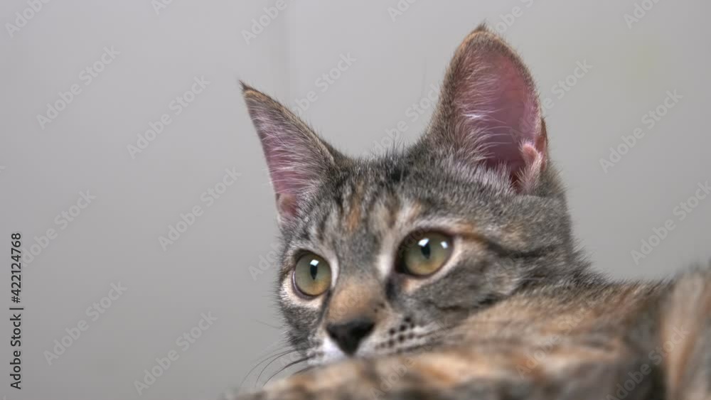 Close-up of a small gray cat looking around and then going to bed against the backdrop of a leather headboard. Pet concept