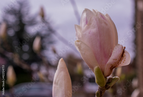 Pink magnolia flowers blooming on magnolia tree branches