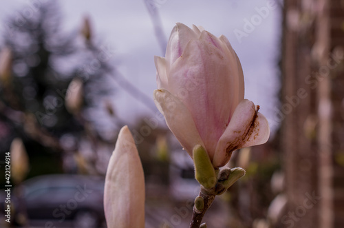 Pink magnolia flowers blooming on magnolia tree branches