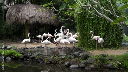 White-pink flamingos walk near a small pond in the Bali Bird park