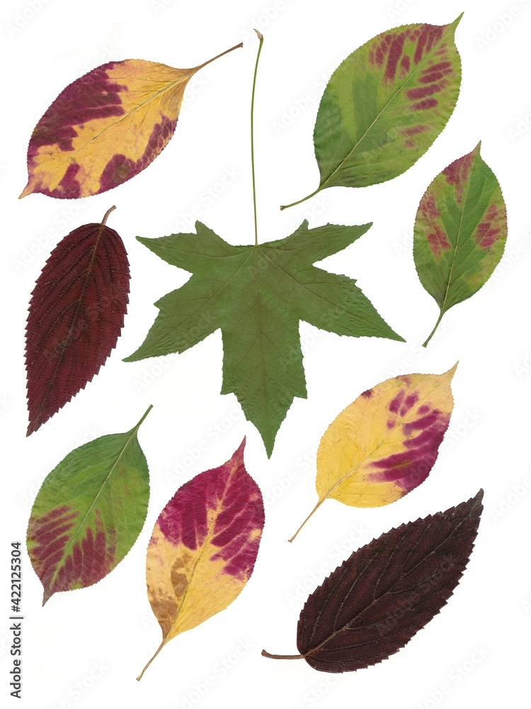 Fototapeta premium arrangement of multicolor leaves at autumn close up