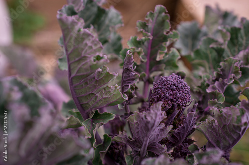 Purple Broccoli growing in garden on green background photo