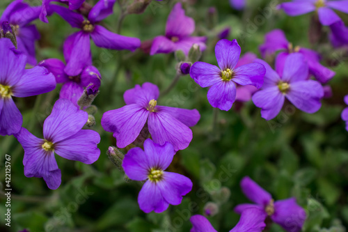 The flowers of the honesty plant. (Lunaria annua) during the springtime photo