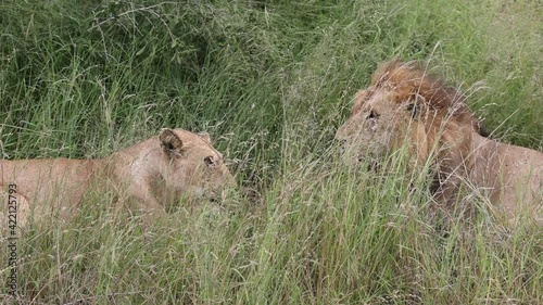 sleepy pair of mating lions in Kruger