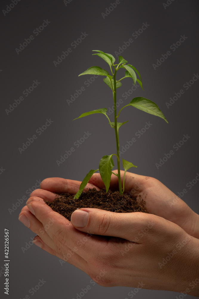 Man holding in hand part of the lawn with green grass and growing plant, a symbol of ecology protection. Earth day, ecosystem recovering plan. Man holding in hand part of the lawn with green grass and growing plant, a symbol of ecology protection. Earth day, ecosystem recovering plan.