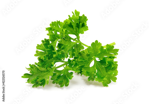 Fresh green parsley leaves isolated on white background.