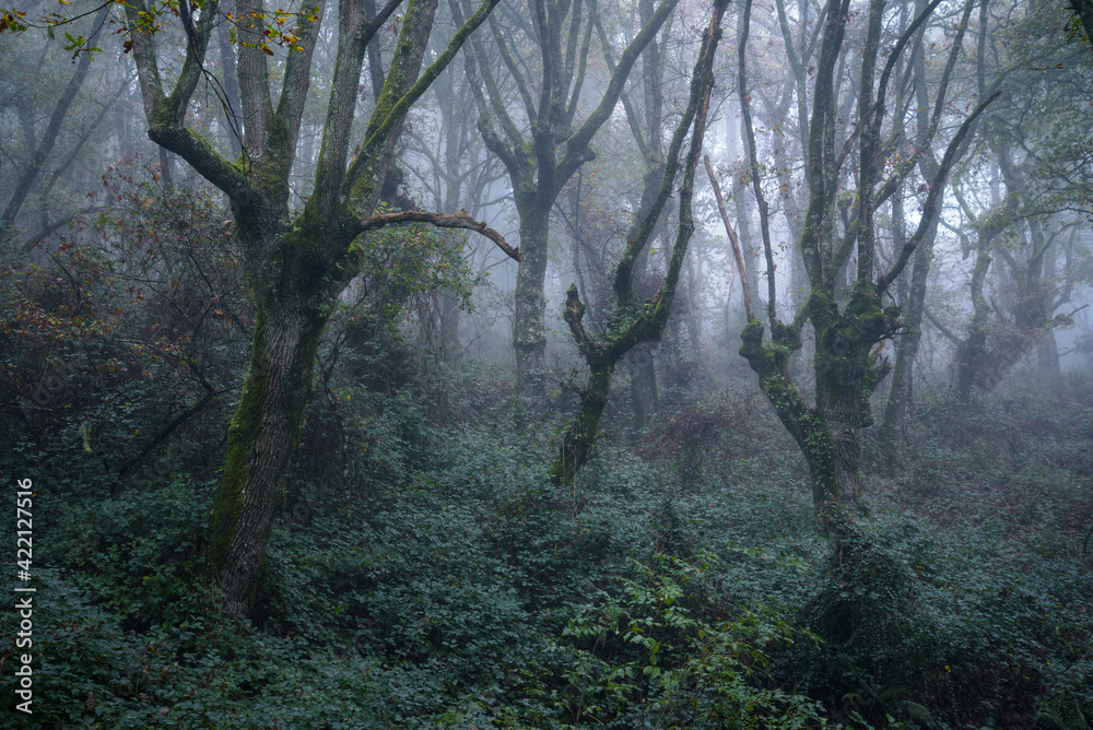 The morning fog in an oak forest in winter