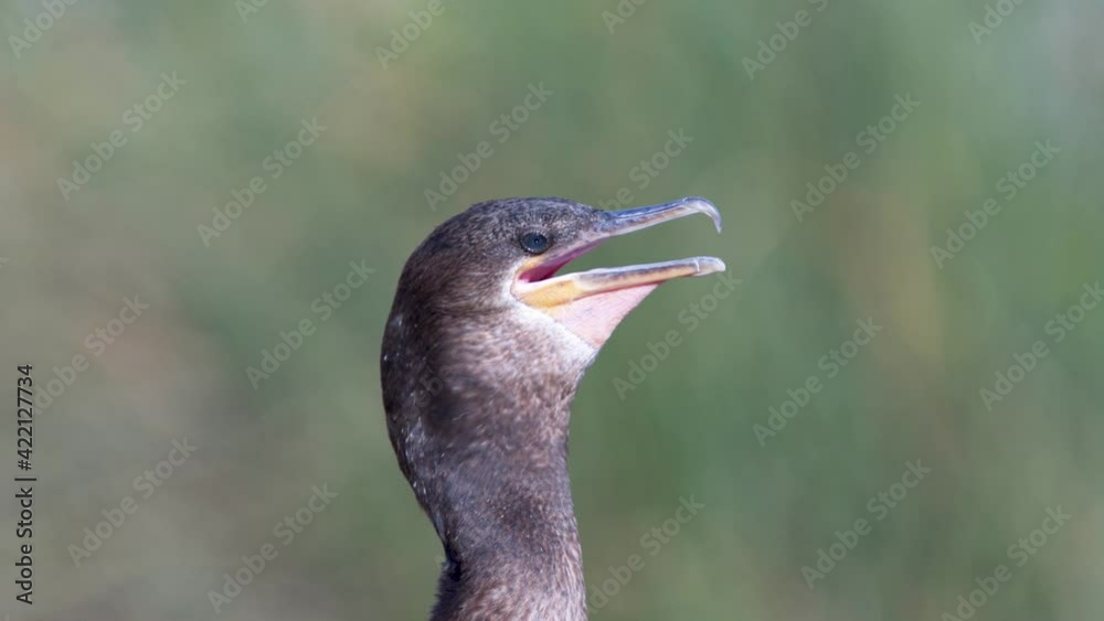 Close up look of a black neotropic cormorant in nature with its beak open moving its throat to thermoregulate Close up look of a black neotropic cormorant in nature with its beak open moving its throat to thermoregulate