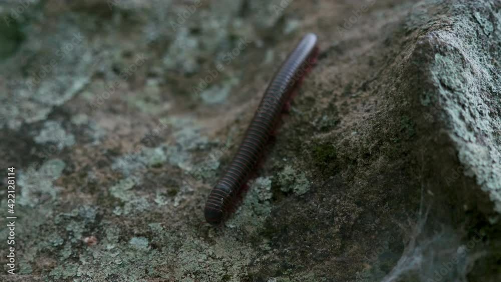 Red and brown American Giant Millipede crawling down a moss covered rock with a spider web, close up, slow motion Red and brown American Giant Millipede crawling down a moss covered rock with a spider web, close up, slow motion