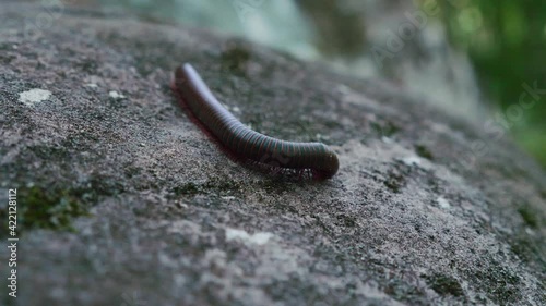 Wild red and brown American Giant Millipede crawling down a moss covered gray rock, curling up, closeup shot in slow motion photo