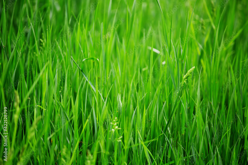 Fresh spring grass background Fresh spring grass background