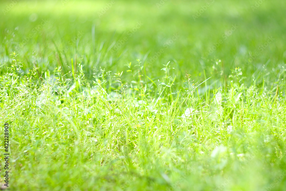Obraz premium Green grass background
