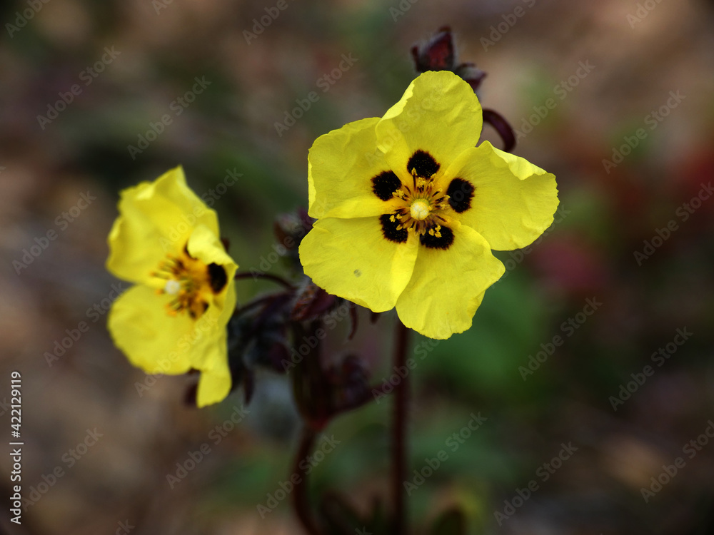 Fiori selvatici