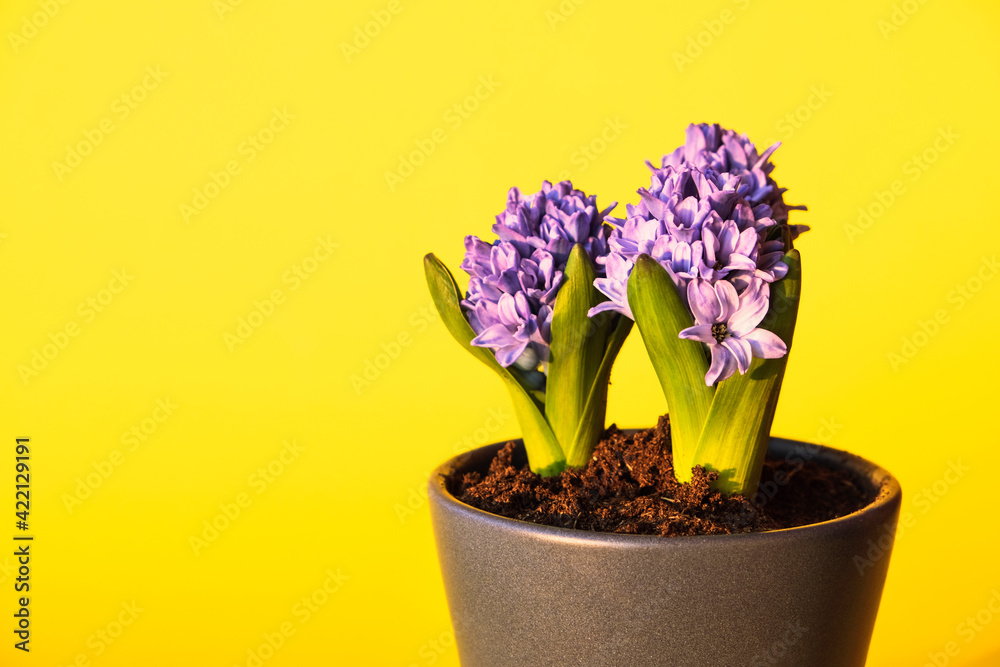 Beautiful hyacinths in pot against yellow background, space for text. Beautiful hyacinths in pot against yellow background, space for text.
