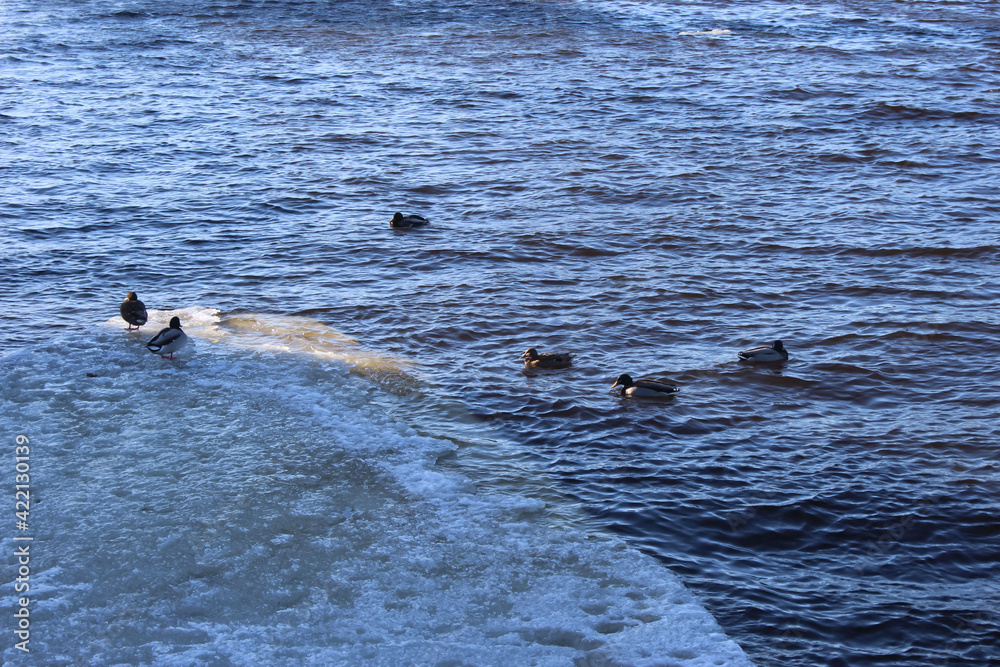 Fototapeta premium Ducks at the ice edge on the river fairway line watershed on a sunny spring day