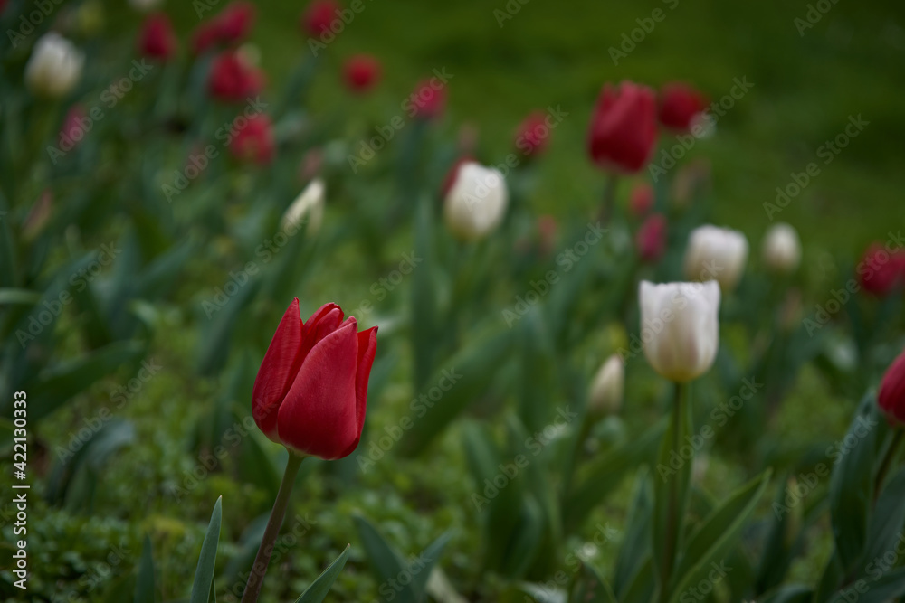 flor tulipán tulipanes verde rojo primavera