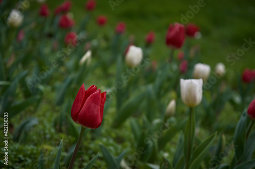 flor tulipán tulipanes verde rojo primavera