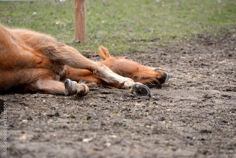Fototapeta premium All die schönen Pferde. Portrait von freien Pferden auf der Weide
