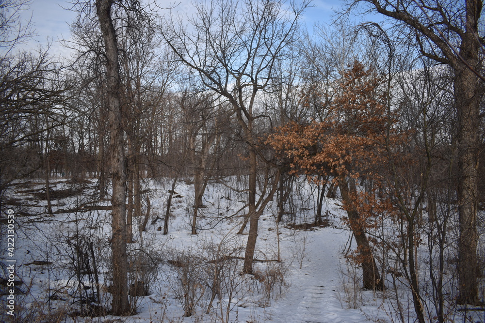 Como Park in the Winter Time Como Park in the Winter Time