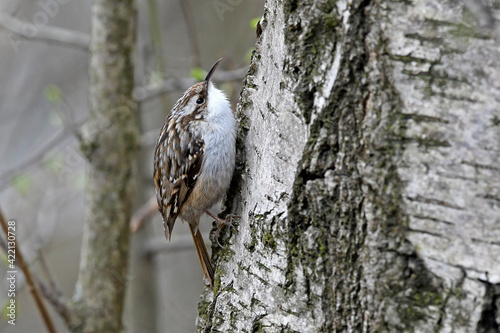 Fototapeta Naklejka Na Ścianę i Meble -  Short-toed treecreeper // Gartenbaumläufer // Grimpereau des jardins (Certhia brachydactyla)