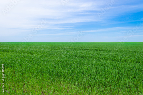 A field with green grass and a blue sky on a summer sunny day. Smooth horizon © Вадим Юхновец