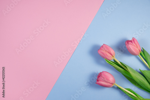 Pink tulips flowers on pink and blue background. Card for Mothers day, 8 March, Happy Easter, Valentines Day, Birthday. Waiting for spring. Greeting card. Flat lay, top view, Copy space for text