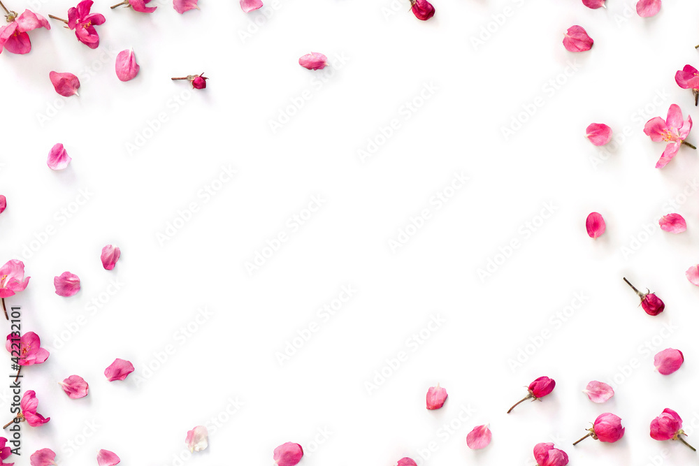 Frame of pink flowers and petals apple tree on a white background with space for text. Top view, flat lay