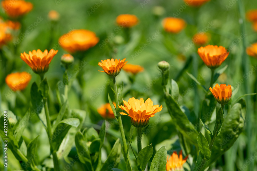 Calendula flowers in the garden, calendula flowering, calendula - a medicinal plant Calendula flowers in the garden, calendula flowering, calendula - a medicinal plant