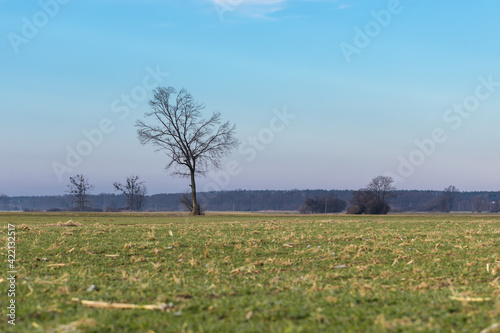 Wallpaper Mural landscape during the setting sun and a lonely tree in the field, sunset Torontodigital.ca