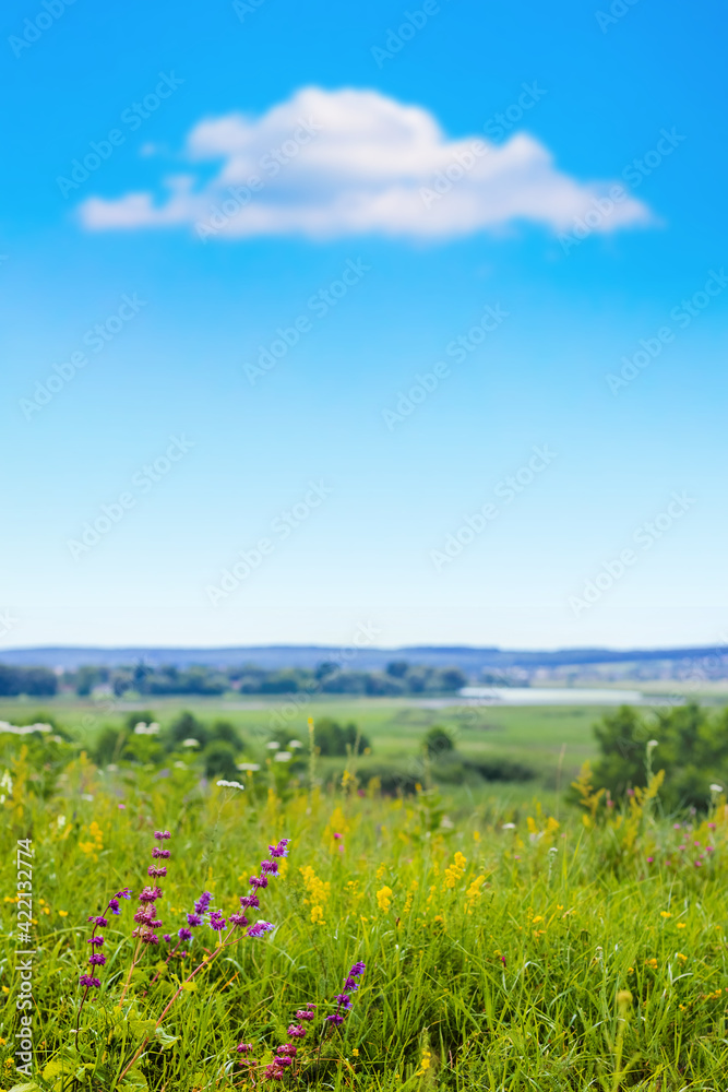 Field with wild flowers and white cloud in the blue sky