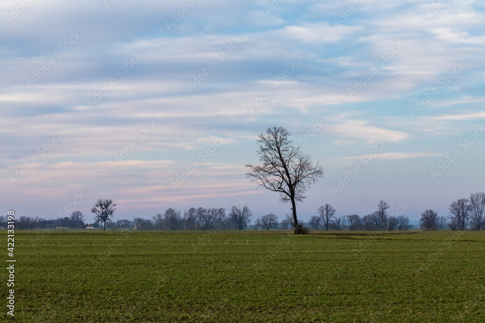 landscape during the setting sun and a lonely tree in the field, sunset landscape during the setting sun and a lonely tree in the field, sunset
