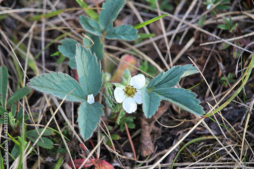 Wild strawberry plant flowers blooming in spring