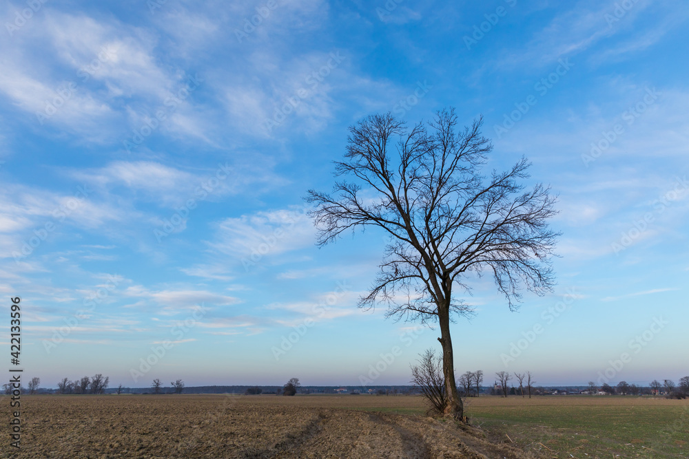 landscape during the setting sun and a lonely tree in the field, sunset