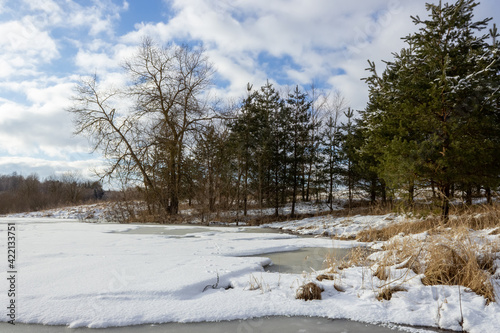 Wallpaper Mural Pines and various trees on the shore of a forest lake. The pond with melting ice is covered with snow. Blue sky with white clouds. Wildlife in early spring Torontodigital.ca