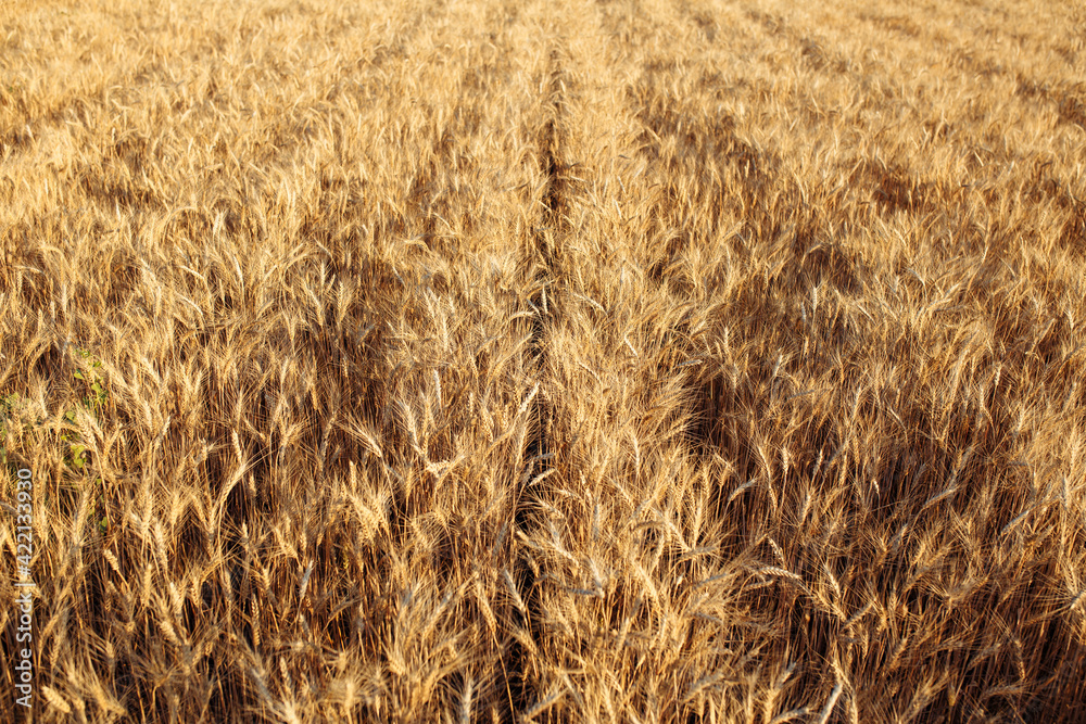 Yellow spikelets of wheat of a new season. Fields of wheat at the end of summer fully ripe. Lines of grain golden ears. New business year and season concept. Yellow spikelets of wheat of a new season. Fields of wheat at the end of summer fully ripe. Lines of grain golden ears. New business year and season concept.