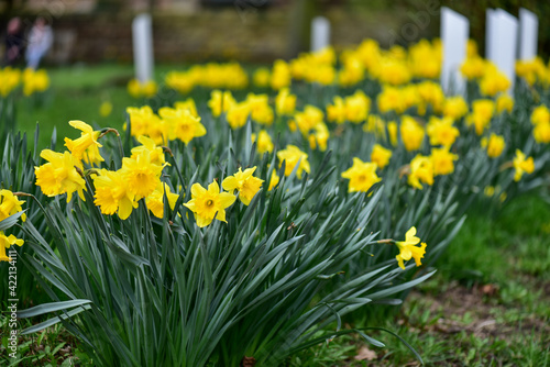 Yellow daffodils along footpath. 