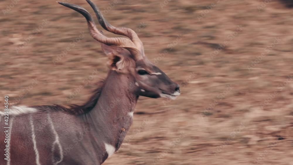 Closeup of lesser kudu antelope running in slow motion at zoo.