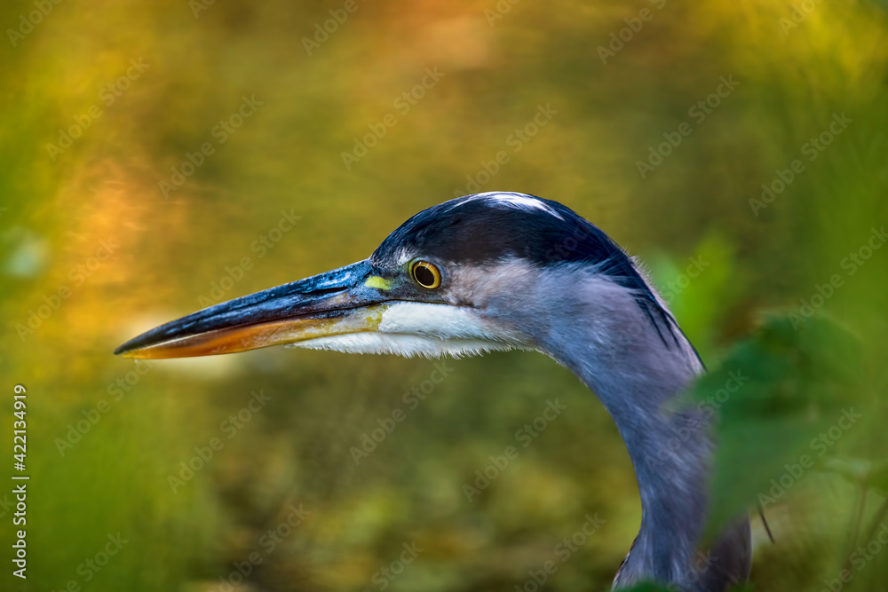 Great blue heron fishing in a stream. The bokeh background shows the bright yellow and orange foliage in autumn Great blue heron fishing in a stream. The bokeh background shows the bright yellow and orange foliage in autumn