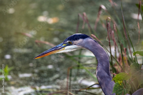 Fotografie Great blue heron closeup of its head and neck while it fishes at the edge of a s