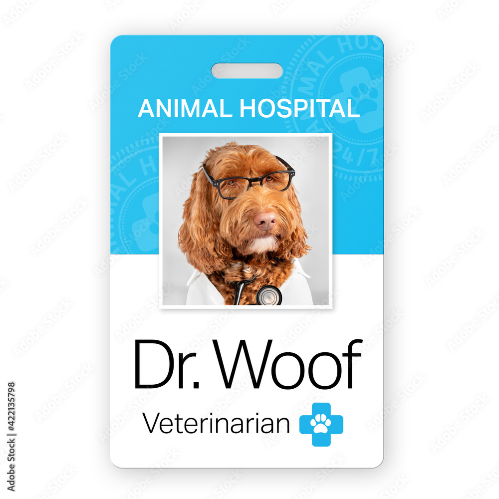 Funny animal doctor name badge. Identification placard of a veterinarian  Dr. Woof, a Labradoodle dog with glasses and stethoscope. Picture ID tag  used in hospital and secure areas. Isolated on white. Stock