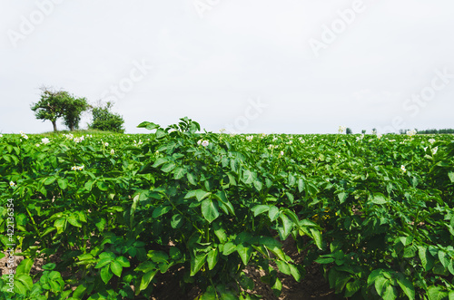 Blossoming of potato fields, potatoes plants with white flowers growing on farmers field,.growing potato quality potato chips