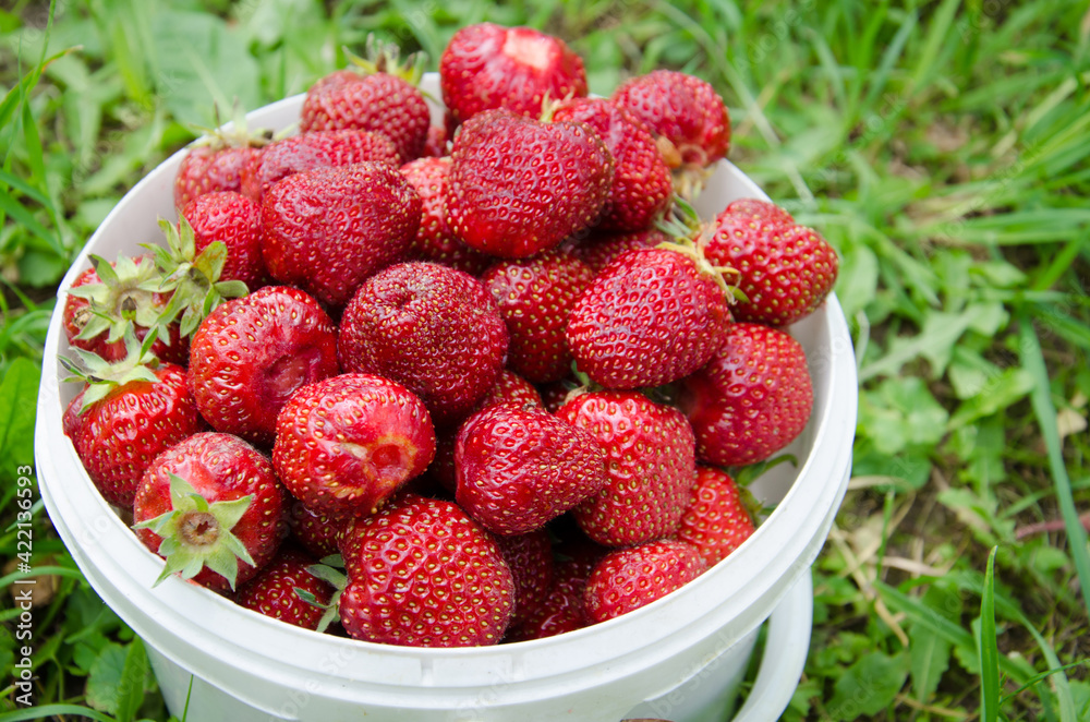 A lot of ripe, bright, red strawberries grown in the garden in a white bucket. Bio. Without chemistry and nitrates A lot of ripe, bright, red strawberries grown in the garden in a white bucket. Bio. Without chemistry and nitrates