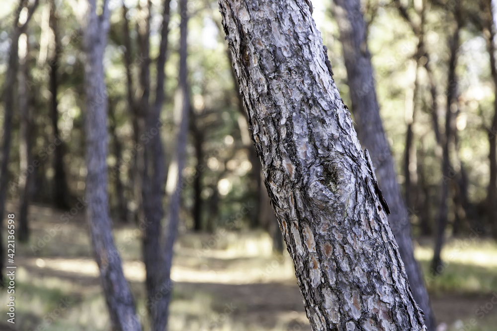 Fototapeta premium Forest with trees