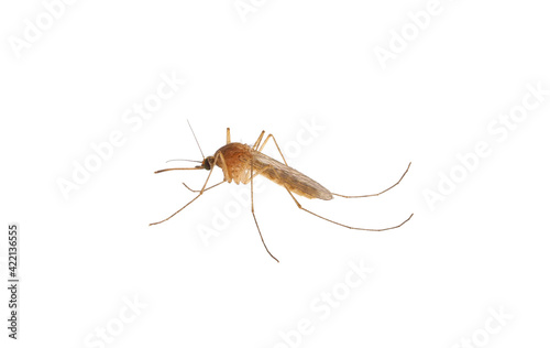 Common house mosquito isolated on white background, Culex pipiens
