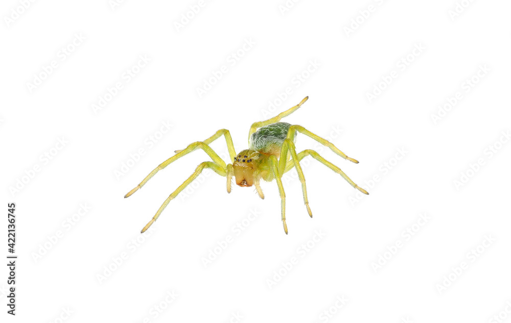 Green cribellate spider isolated on white background, Nigma walckenaeri Green cribellate spider isolated on white background, Nigma walckenaeri